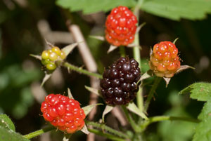 wild blackberry
