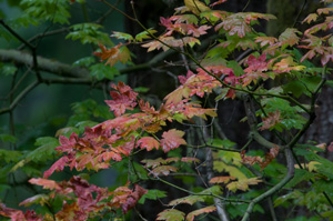 400mm w/1.4x converter