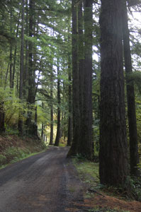 Historic North Fork Road