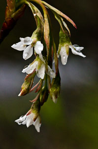 Flowers before leaves