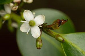 holly