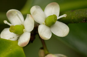holly
