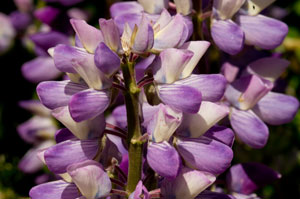 lupine