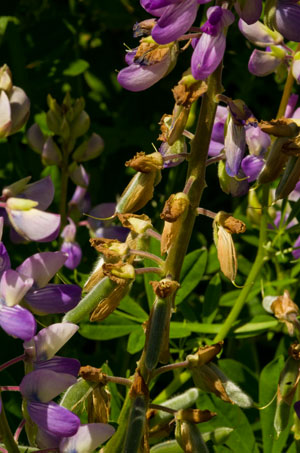 lupine