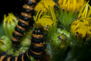  cinnabar moth (Tyria jacobaeae)larva