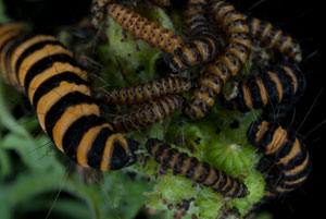  cinnabar moth (Tyria jacobaeae)larva