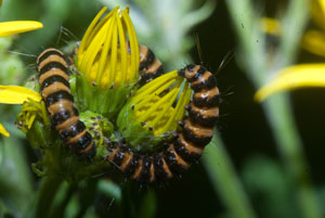  cinnabar moth (Tyria jacobaeae)