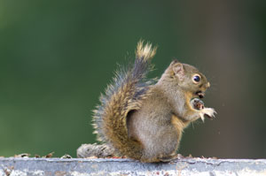 pine Squirrel