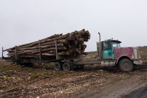 Boardman Poplar Farm