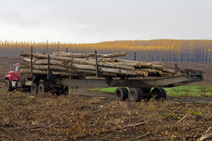Boardman Poplar Farm