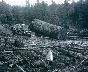 California Barrel logging with Fred Slanger and Denny Olsted