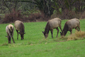 Elk at game refuge