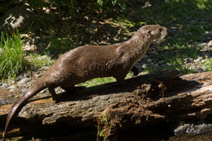 River Otter