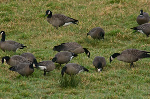 Canada Goose