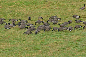 Canada Goose