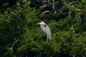 Great Blue Heron