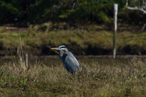 Great Blue Heron
