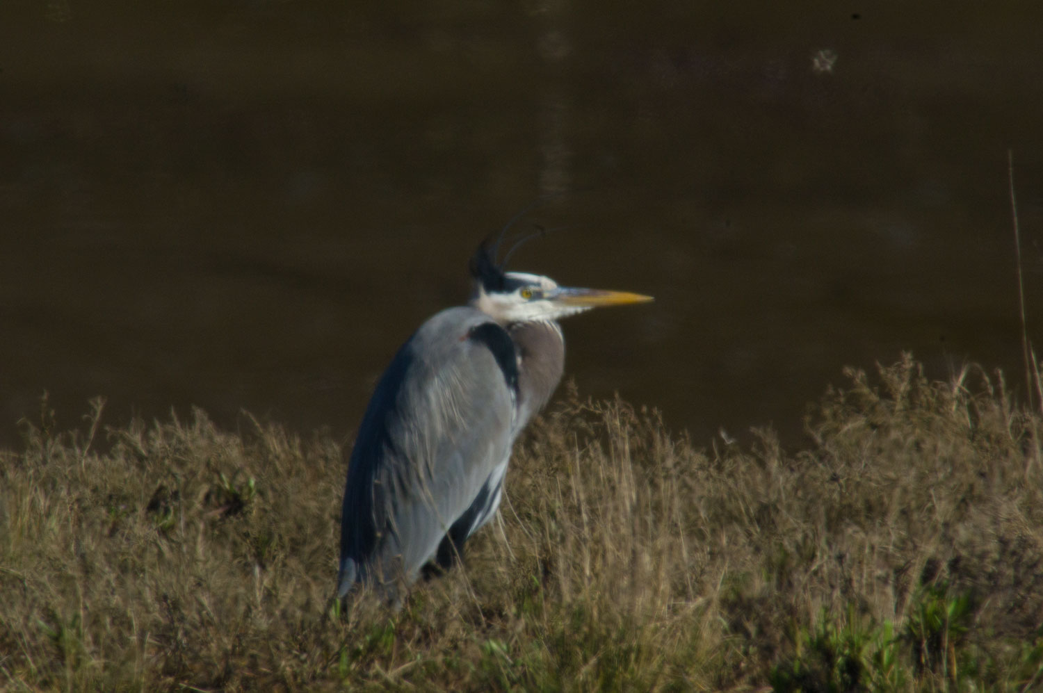 Great Blue Heron
