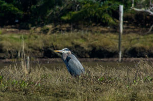 Great Blue Heron