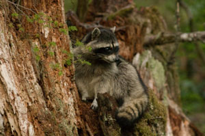 Raccoon