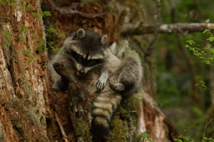 Raccoon