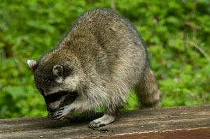 Raccoon