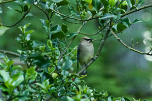 Cedar Waxwing