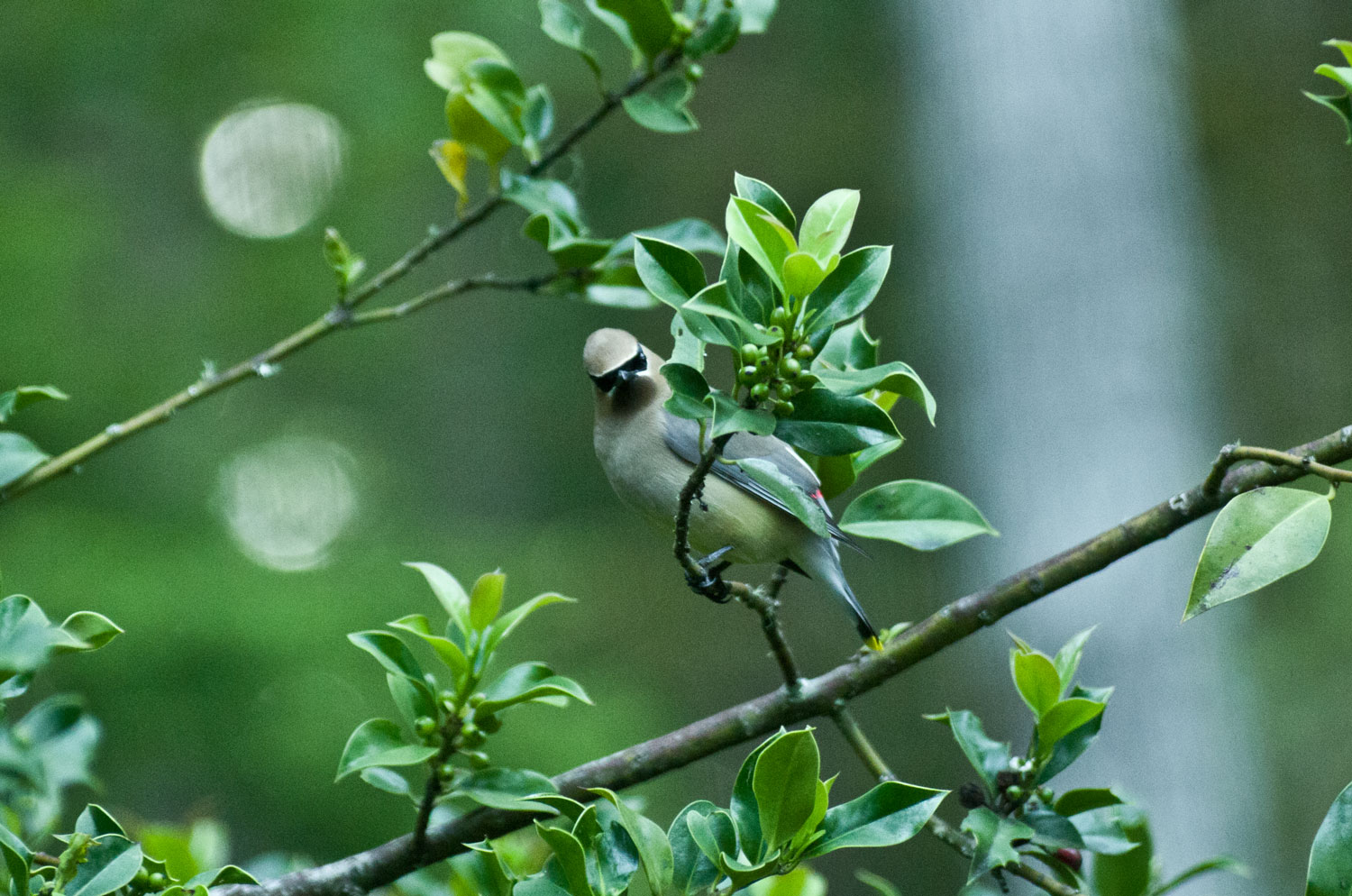 cedar waxwing