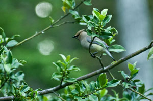 cedar waxwing