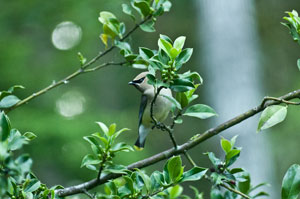 cedar waxwing