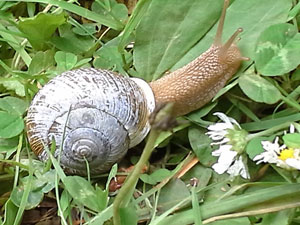 garden snail