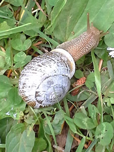 garden snail
