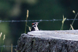 Hairy Woodpecker