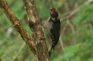 Hairy Woodpecker