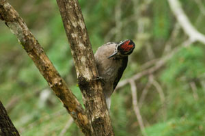 Hairy Woodpecker