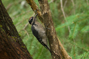 Hairy Woodpecker