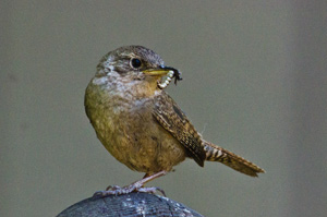 Bewick's Wren