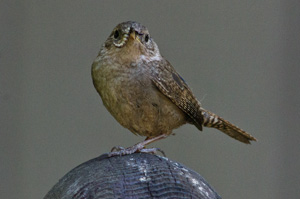 Bewick's Wren