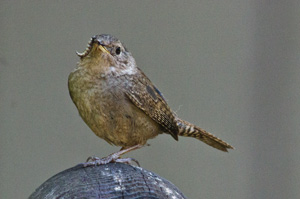 Bewick's Wren