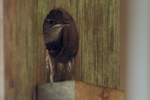 Bewick's Wren