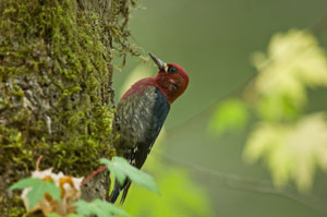Sapsucker