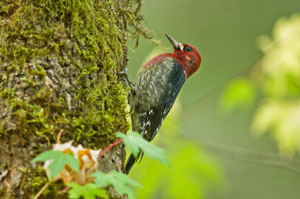 Sapsucker