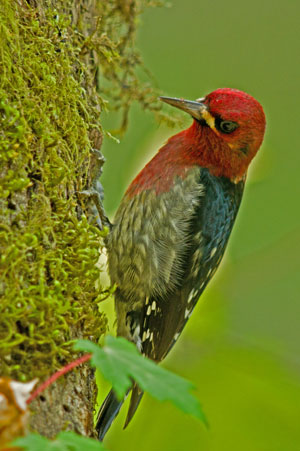 Sapsucker