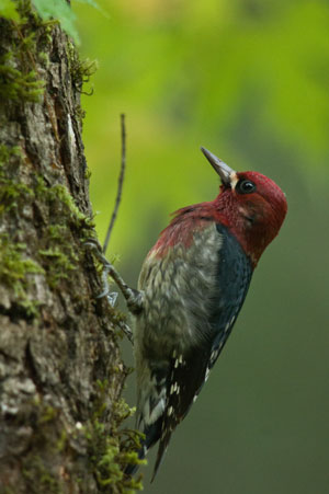 Sapsucker