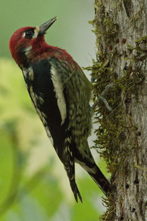 Red Breasted sapsucker