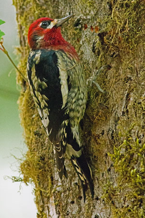 Red Breasted sapsucker