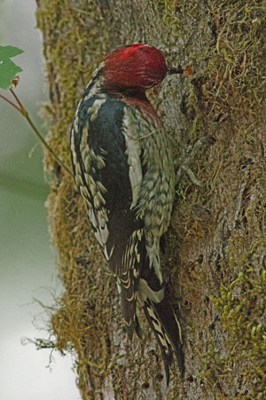 Red Breasted sapsucker