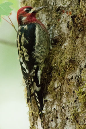 Red Breasted sapsucker