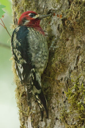 Red Breasted sapsucker