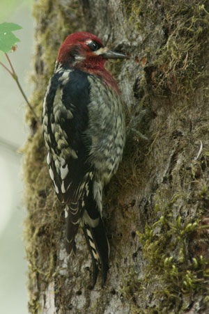 Red Breasted sapsucker